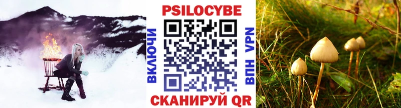 Купить  Звенигово  Псилоцибиновые грибы Psilocybine cubensis 